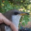 #bird-column, #cuckoos, #boothbay register, #jeff-and-allison-wells, #birds