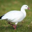 #bird-column, #Jeff and Allison Wells, #Boothbay Register, #Maine, #ross’s goose, #birds