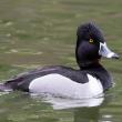 #bird-column, #Jeff and Allison Wells, #boothbay register, #ring-necked ducks, #kennebec river, #climate change