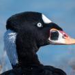 #bird-column, #jeff and allison, #boothbay register, #birds, #maine, #surf scoters
