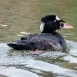 Surf scoters are one of the hardy sea ducks that spend winters along the Maine coast. Photo by Susan T. Cook courtesy of Wikimedia Commons.