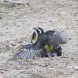 #bird-column, #Jeff and Allison Wells, #boothbay register, #maine, #birds, #brawls, #bananaquits
