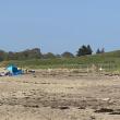 #bird-column, #endangeredspecies, #pipingplovers, #reidstatepark, #Jeff and Allison Wells, #maine, #birds, #boothbay register
