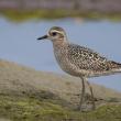 #bird-column, #jeff and allison wells, #boothbay register, #tullik’s odyssey, #birds, #maine, #american golden-plover