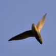 #bird-column, #Jeff and Allison Wells, #birds, #boothbay register, #maine, #wiscasset newspaper, #chimney swift