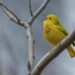 #bird-column, #Jeff and Allison Wells, #birds, #boothbay register, #maine, #wiscasset newspaper, #yellow warbler