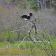 The eagle has landed. KEVIN BURNHAM/Boothbay Register