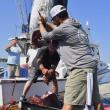 Cleaning up a fish for sale at the Boothbay Harbor Tuna Challenge. FRITZ FREUDENBERGER/Boothbay Register