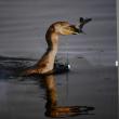 "That's A Mouthful" - cormorant -  Michael Giglia Photography