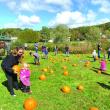 Pumpkin picking at the Boothbay Railway Village Museum. ISABELLE CURTIS/Boothbay Register