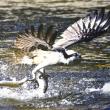 "Big Haul" - Osprey with alewives - Damariscotta Mills. Michael Giglia Photography