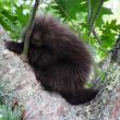 Porcupine. Photo by Callie Wronker
