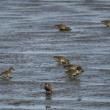Green-winged teal like to feed in shallow water and mudflats these females are doing here, with the single male. Photo by lwolfartist, courtesy of Wikimedia Commons