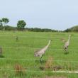 Some Florida sandhill cranes have become accustomed to humans and allow closer approach, though it's best to keep a respectful distance. (Photo courtesy of Jeff Wells)