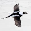 The long tail trails behind on this male long-tailed duck, a feature presumably important in the selection of a mate by the females. (Photo by Dominic Sherony, courtesy of Wikimedia Commons.)