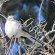 The authors once recorded a northern mockingbird that imitated not only bird songs but also a car alarm and sirens! (Photo courtesy of Allison Wells) 