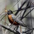 After serious declines due to over-hunting, American robin populations recovered following passage of the Migratory Bird Treaty Act of 1918. Their numbers have more recently  declined, especially in the eastern U.S. and eastern Canada. (Photo courtesy of Dave Small) 