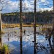 One of several large beaver meadows at Deer Meadow Brook Preserve. Courtesy of Coastal Rivers