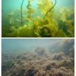 Dive images show the habitat differences between a kelp-dominated reef (top) compared to a turf-dominated reef (bottom). Researchers documented how kelp forests along large swaths of the Maine coast have collapsed and turf algae has proliferated in their absence. Courtesy Shane Farrell