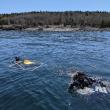 UMaine PhD researchers, Shane Farrell and Dara Yiu dive off of Allen Island, Maine. Researchers involved in the study spent several months completing reef surveys to document kelp forest loss along the Maine coast and collect samples for chemical analysis. Photo by Rene Francolini