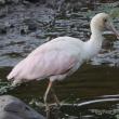 Pink birds don't occur in Maine often, but as of this writing, a roseate spoonbill is making a showing in Cutler, in Downeast Maine, about 1,200 miles from its breeding grounds in South Florida and along the Gulf Coast of Texas to western Louisiana. (Photo courtesy of Ethan Whitaker)