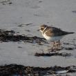 Common ringed plovers nests across northern Europe and Asia, with a few nesting on Baffin Island, squarely in the Canadian Arctic. Yet one recently made an appearance in Addison, Maine, in Downeast Maine—like the roseate spoonbill, about 1,200 miles out of range but in the opposite direction! (Photo courtesy of Tom Aversa)avut, Canada. Just like the roseate spoonbill, that’s about 1200 miles from coastal Maine, just in the opposite direction. Baffin Island is squarely in the Canadian Arctic.  