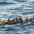 Harlequin duck was among the species highlights for this year's Matinicus Island CBC, although the view wasn't as good as in this photo, taken a few years ago from Two Lights State Park in southern Maine. Courtesy of Jeff Wells