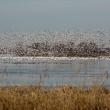 Hundreds of tundra swans take flight at Lake Mattamuskeet at Mattamuskeet National Wildlife Refuge in North Carolina. The bulk of the population now winters in North Carolina. Photo by Michelle Moorman, courtesy USFWS.