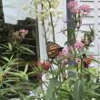 Monarch butterfly in Wiscasset Library's Children’s Garden. Emily Adler pho