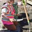 Digging in – Shelia Scott, Garden Club of Wiscasset president at work in a flower bed in the courtyard of Wiscasset Green. PHIL DI VECE/Wiscasset Newspaper  