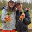 Gloria Kuzmenko Latimer and Sophia Lloyd George, volunteers on the farm harvesting carrots. Erica Berman photo