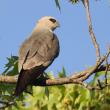 Mississippi kites are a species that most people would associate with the southeastern U.S., but a small, isolated breeding colony now exists in southern New Hampshire. Photo by Wildreturn courtesy of Wikimedia Commons.
