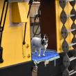 A furry crew member makes an unexpected appearance! ISABELLE CURTIS/Boothbay Register