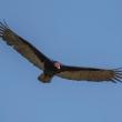 Turkey vultures spend long hours high above the earth in flight—but what do they do when a storm approaches? Photo by Charles J. Sharp courtesy of Wikimedia Commons.