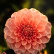 Revitalization in Bloom July 16 Camden Garden Tour