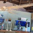 WHALE skeletion 