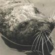 Andre the seal, home in Rockport. Courtesy of the Camden Opera House