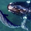 right whales
