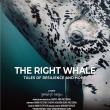 right whale