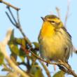 It's the time of year when the so-called "confusing fall warblers" can be found in forests and shrubby patches across the state as they migrate south for the winter. Photo courtesy of Jeff Wells