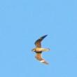 Fall migration is underway, as evidenced by the thousands of common nighthawks that have been streaming overhead through locations across Maine each evening during the past week. Photo courtesy of Jeff Wells