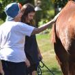 Horses