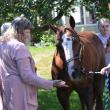 Horses