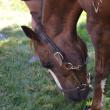 Horses