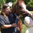 Horses