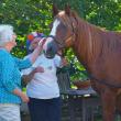 Horses