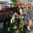Horses