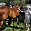 Horses