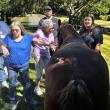 Horses