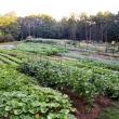 A Veggies to Table garden. Courtesy photo